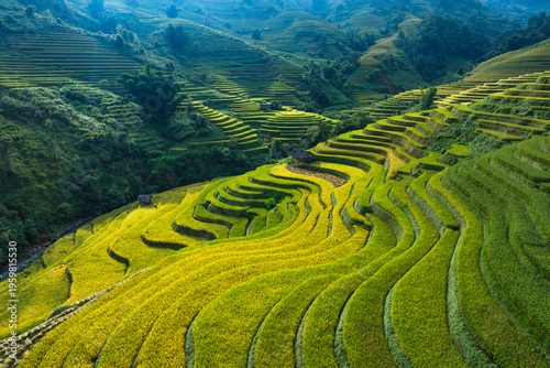 Bild auf Leinwand Aerial view of Mu Cang Chai rice terrace in Vietnam during golden rice season