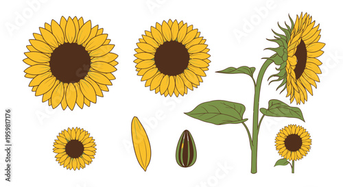 Illustration of sunflowers in various stages from bloom to seed