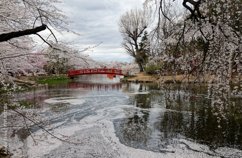 Wallpaper Mural Spring scene of cherry blossom trees (Sakura) by the lake in Garyu Park 臥竜公園, Suzaka, Nagano, Japan, with pink fallen petals covering on the water and tourists strolling on a red bridge in background Torontodigital.ca