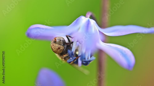 Tiny bee collects nectar from delicate blue flower. Soft green background enhances nature's tranquility. Close-up shows insect's focused activity