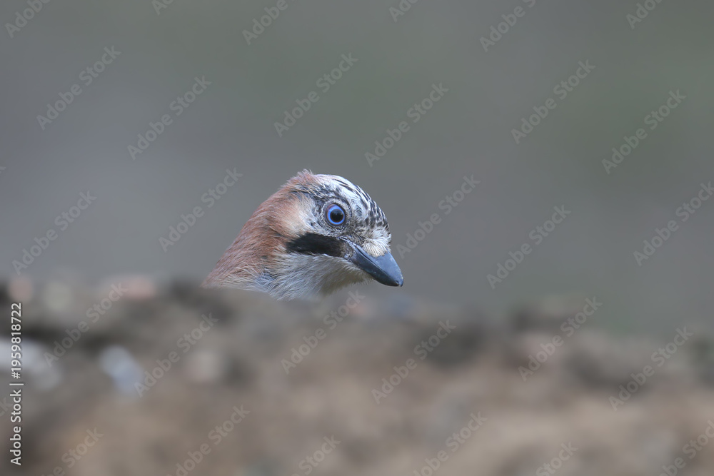 Obraz premium Adult Eurasian Jay (Garrulus glandarius) perched on a branch, showing its colorful wing plumage.