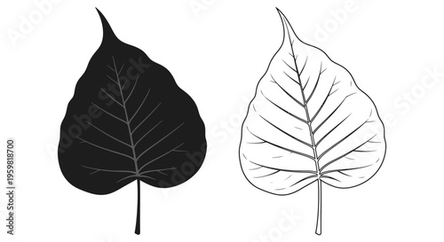Two bodhi tree leaves a filled silhouette and a line drawing