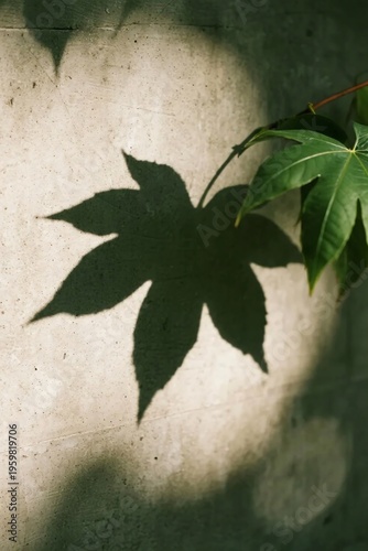 Shadow of a Leaf on Concrete Wall in Soft Natural Light