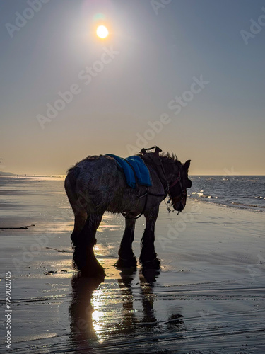 Foto Traditional Belgian Draft Horse for Shrimp Fishing on Beach at Sunset in Nieuwpo