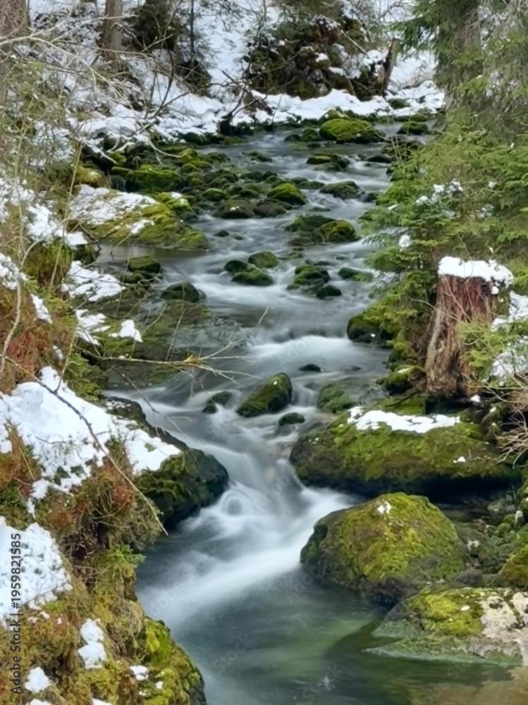 Fototapeta premium Mountain Spring Stream in Lush Forest