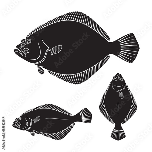 Flounder Three Pose Flat Body Top Side Silhouette Vector Set