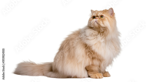Canvas Print Fluffy ginger Persian cat sitting gracefully, looking curious with large golden