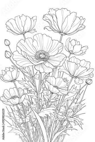 Poppy Flower Cluster Line Art Botanical Sketch Illustration