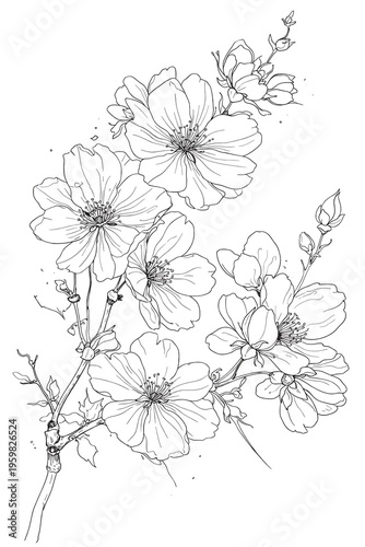 Cherry Blossom Branch Line Art Botanical Floral Sketch