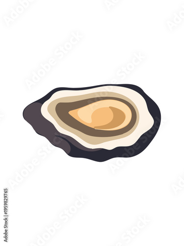 fresh open oyster on clean white background