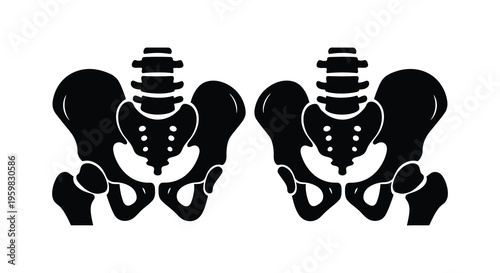 Anatomical illustration of two human pelvises in black silhouette