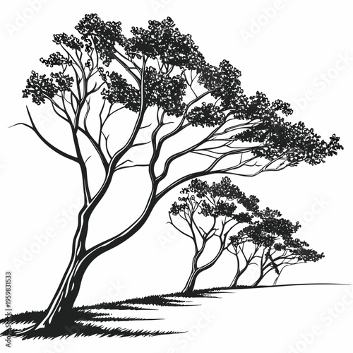 Black and white of trees on a hill windy landscape