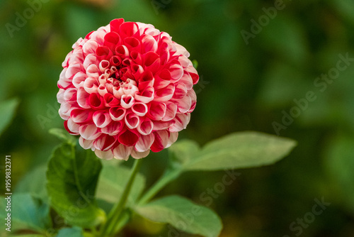 Dahlia against a background of green leaves