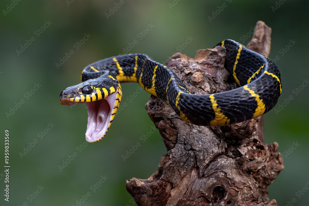 Fototapeta premium Mangrove Cat Snake (Boiga dendrophila) in attacking position