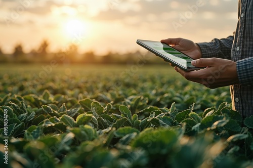 Farmer holding tablet on green field at sunset. Man using technology in agriculture, smart farming concept. Digital monitoring of crop growth for improved harvest and productivity.