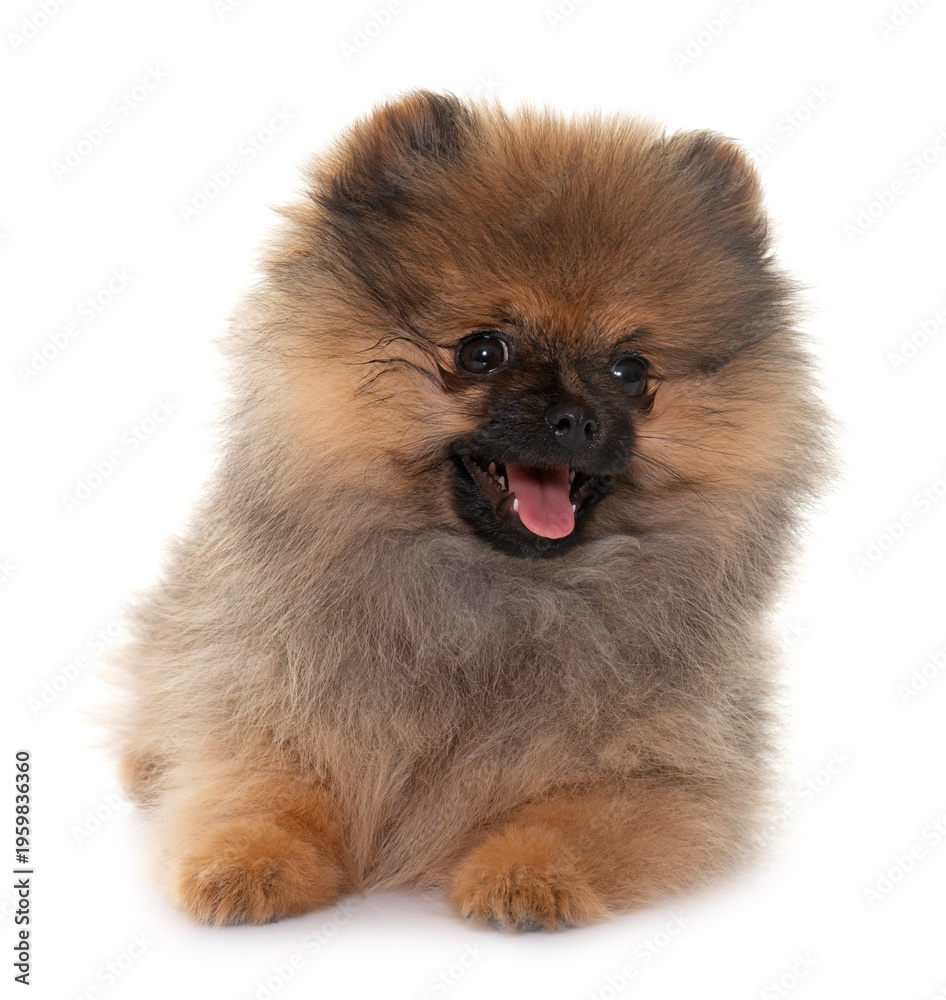 Obraz premium puppy pomeranian spitz