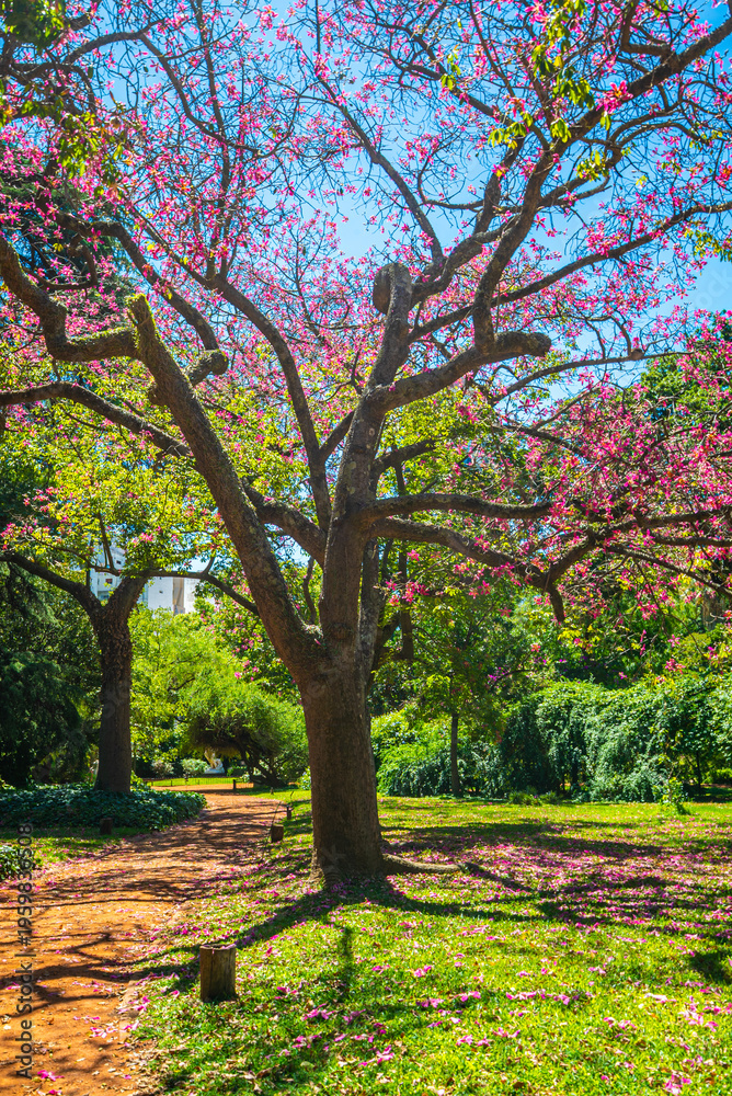 Fototapeta premium Sunlight filters through blooming pink trees