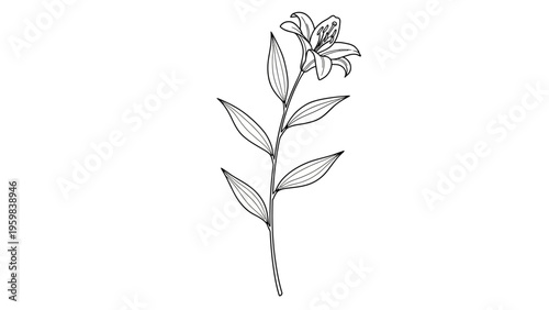 Elegant line art of a lily flower on a white background.
