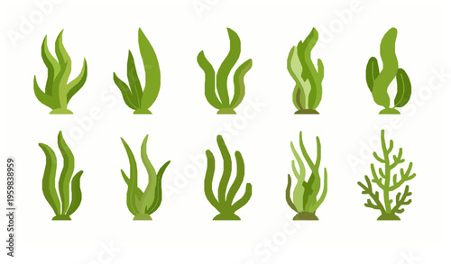 Minimal Underwater Flora Seaweed Algae Cartoon Ocean Vector Illustration Set
