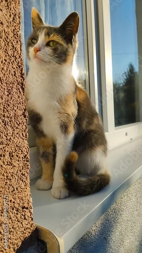 cat on a windowsill in the rays of the sunset, Beautiful calico cat sitting on a windowsill and looking outside during sunset