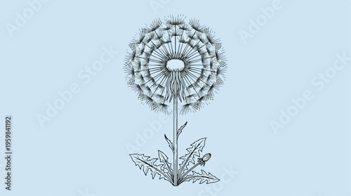 Dandelion Flower Plant Closeup.