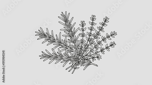 Detailed illustration of spruce branch.