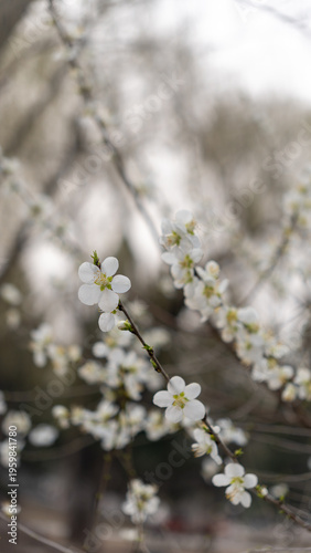 Wild Peach Blossoms in Bloom at the Summer Palace, Beijing, China