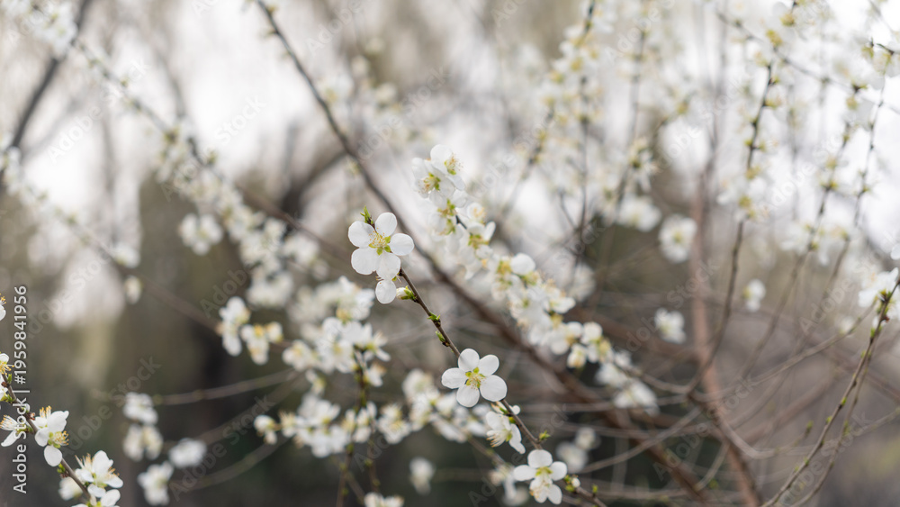 Naklejka premium Wild Peach Blossoms in Bloom at the Summer Palace, Beijing, China