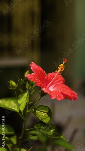 Hibiscus Flower — Tropical Plant