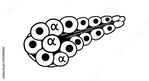 Illustration of pancreatic alpha cells with 'alpha' symbol.