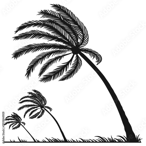 Silhouette of Palm Trees nature outdoors environment
