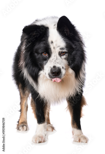 Elo dog standing isolated on white background
