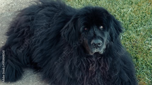 Closeup of a beautiful old pet Newfoundland female dog, with black fur, facing into the camera while lying down and relaxing outside.