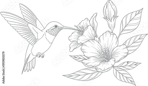 Beautiful detailed line art illustration depicting a graceful hummingbird with outstretched wings feeding nectar from a delicate blooming flower, ideal for a nature-inspired coloring book page.