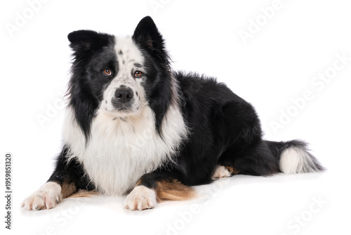 Elo dog isolated on white background