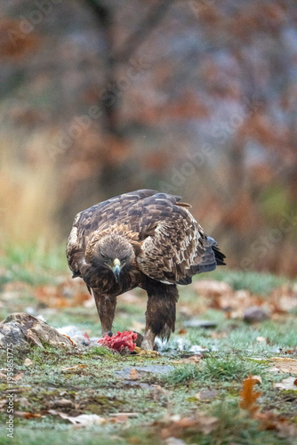 Принти на полотні Golden eagle (Aquila chrysaetos) photographed in Spain