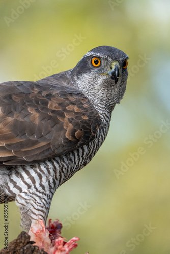Fotografie Northern Goshawk (Accipiter gentilis) photographed in Spain