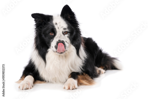 Elo dog isolated on white background