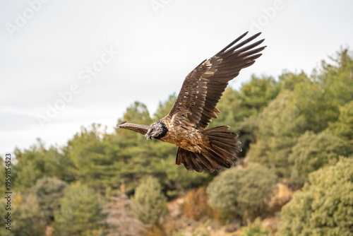 Bearded vulture (Gypaetus barbatus) photographed in Spain