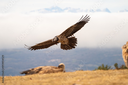 Bearded vulture (Gypaetus barbatus) photographed in Spain