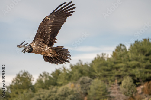 Bearded vulture (Gypaetus barbatus) photographed in Spain
