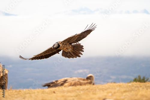 Bearded vulture (Gypaetus barbatus) photographed in Spain