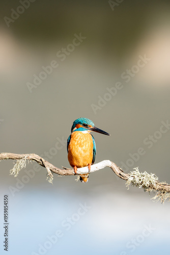 Common kingfisher (Alcedo atthis) photographed in Spain