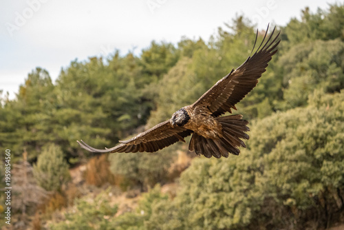 Bearded vulture (Gypaetus barbatus) photographed in Spain