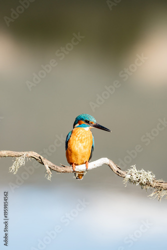 Common kingfisher (Alcedo atthis) photographed in Spain