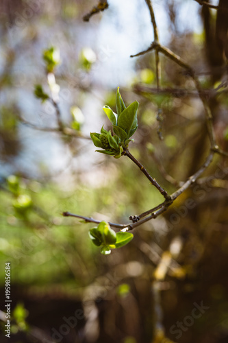 Blüten eines Baumes im Frühling. Erwachen der Natur.
