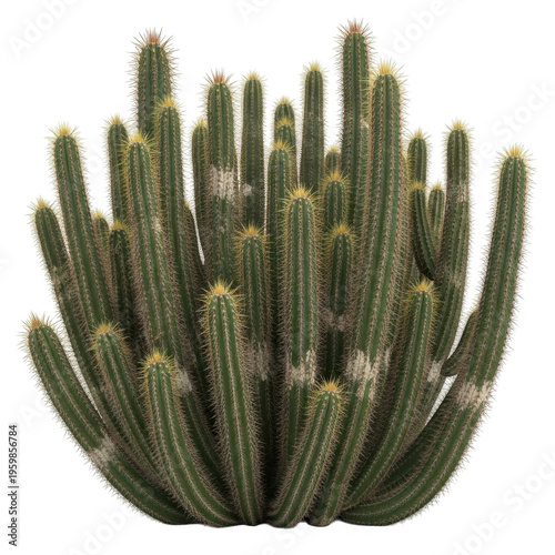 Cactus cluster isolated on transparent background