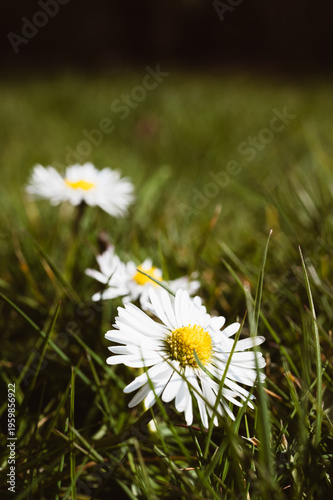 Schöne Gänseblumen im Frühling. Wiese im Sommer