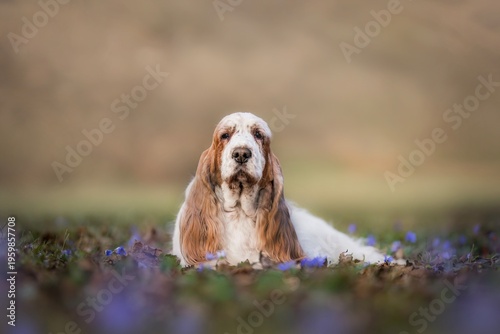 Old color English Cocker Spaniel amazing photo in the flowers