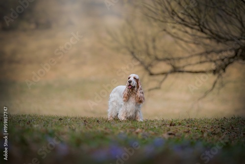 old English Cocker Spaniel 10 years stay in the park